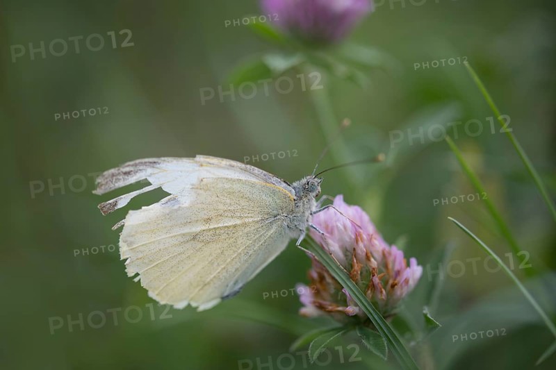 Small white