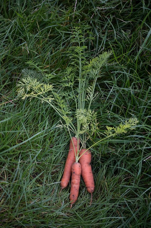 Carrot