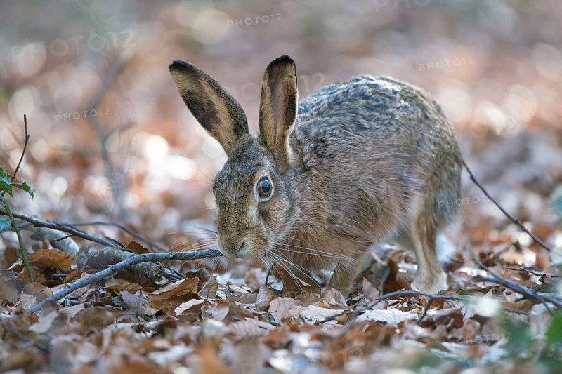 European hare