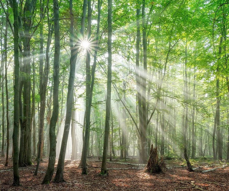 Light-flooded natural old beech forest with deadwood