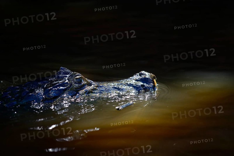 Swimming yacare caiman