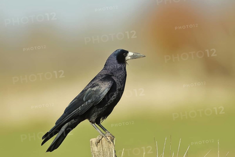 Rook