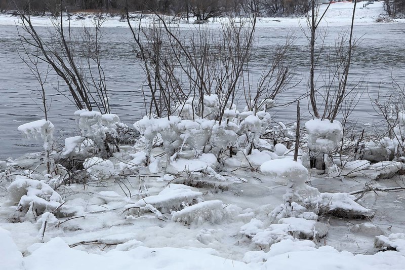 Chunks of ice on a bush