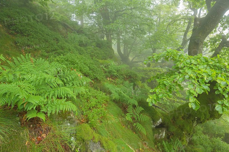 Mountain forest on a misty morning on mountain peak