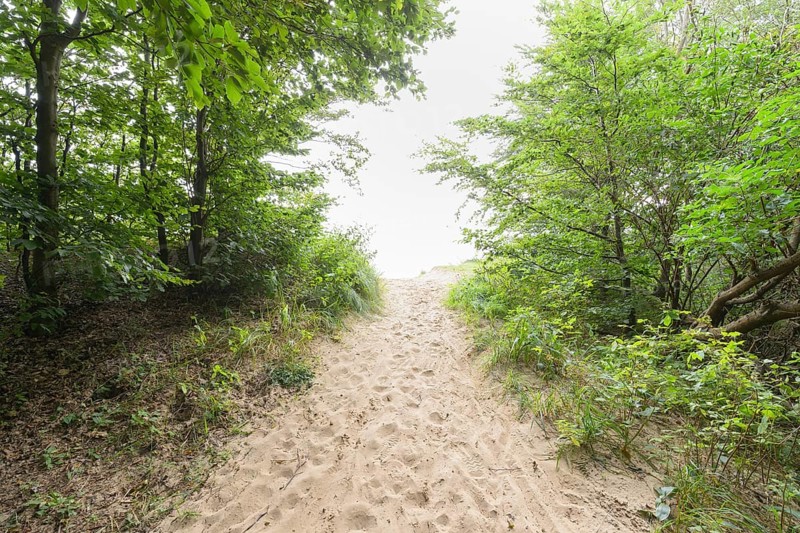 Forest path