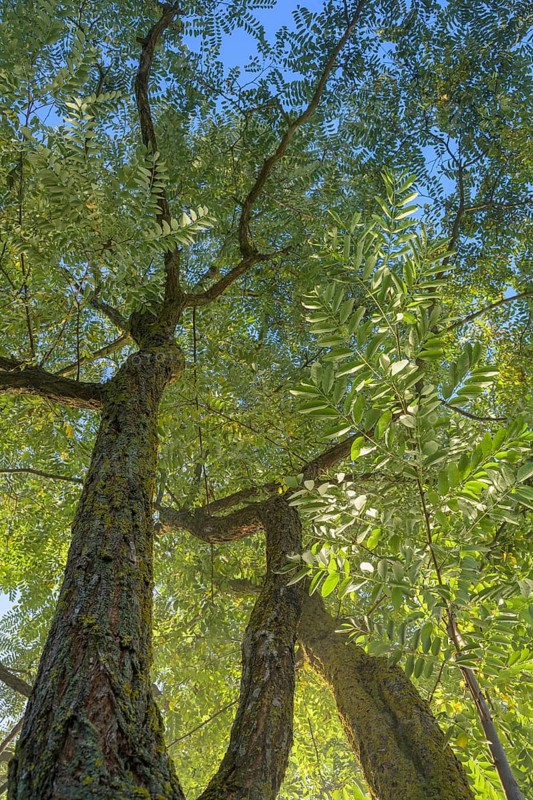 View in the tree tops of a robinia tree