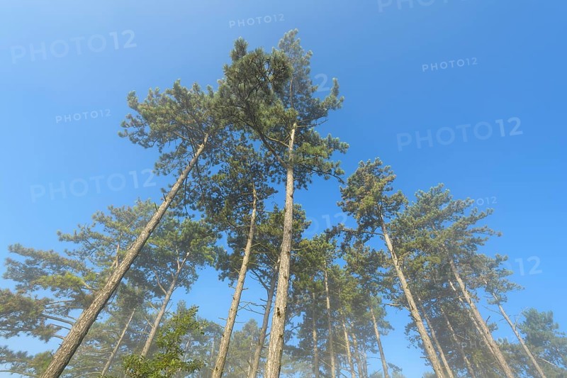 View in the tree tops of a pine forest in the morning with fog