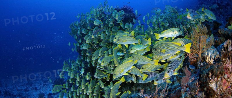 Very big school of Ribboned sweetlips