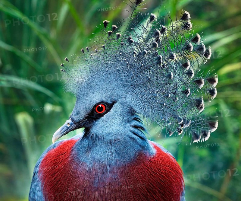 Southern Crowned Pigeon