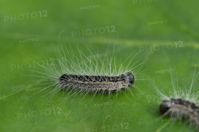 Oak processionary moth