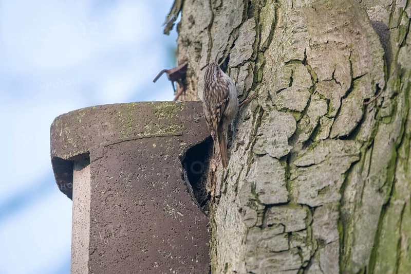 Short-toed treecreeper