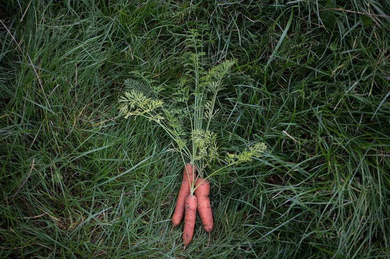 Carrot