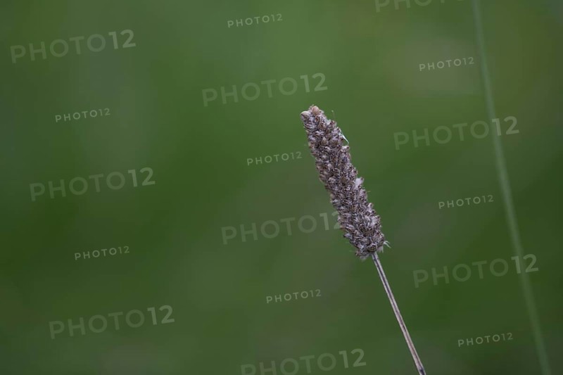 Ribwort plantain