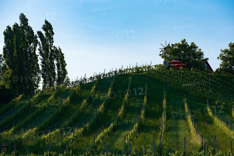 Austria Vineyards Sulztal weinstrasse south Styria tourist spot