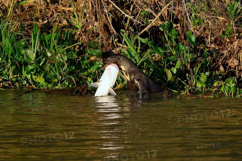Giant otter