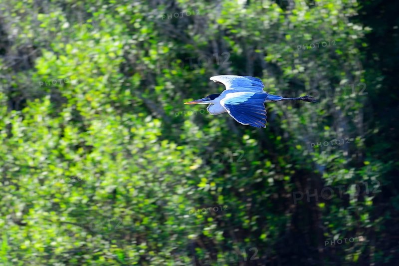 Cocoi heron