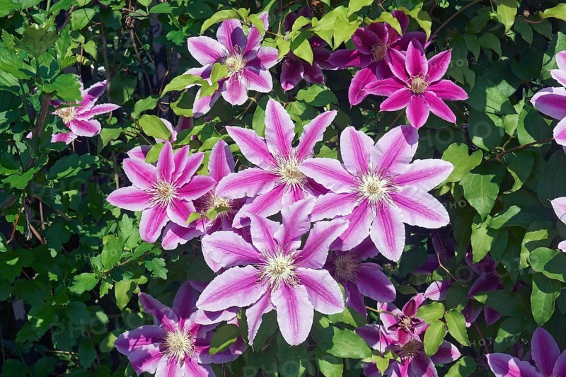 Clematis