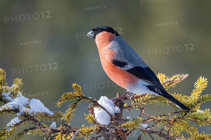 Bullfinch or eurasian bullfinch