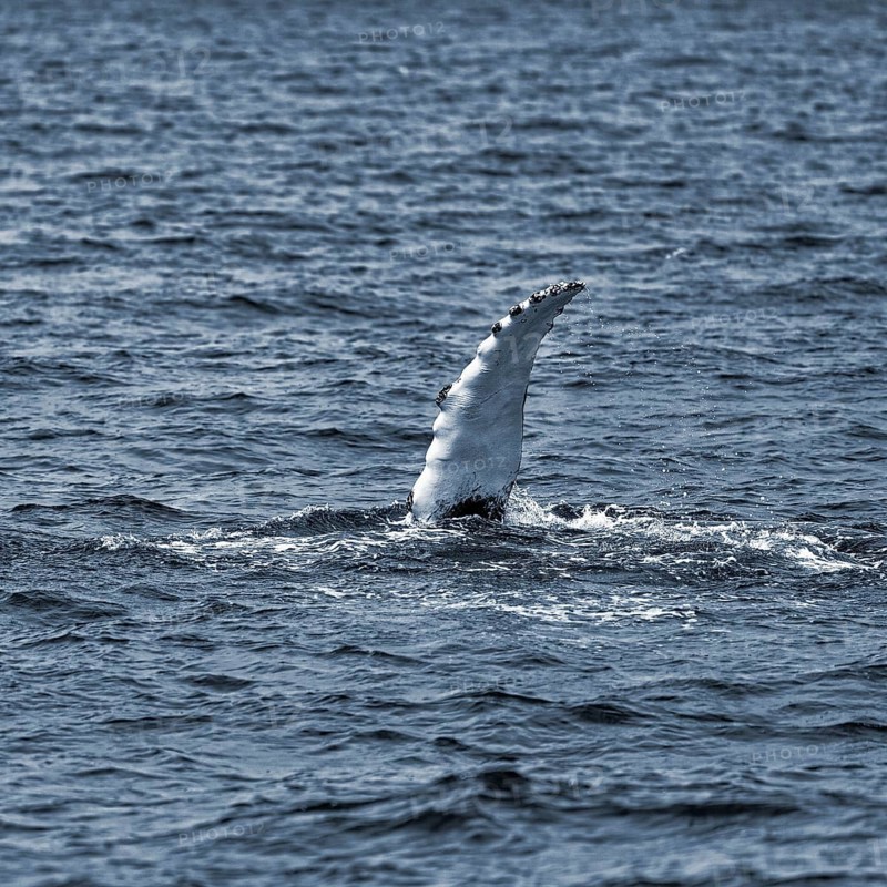 Pectoral fin of humpback whale