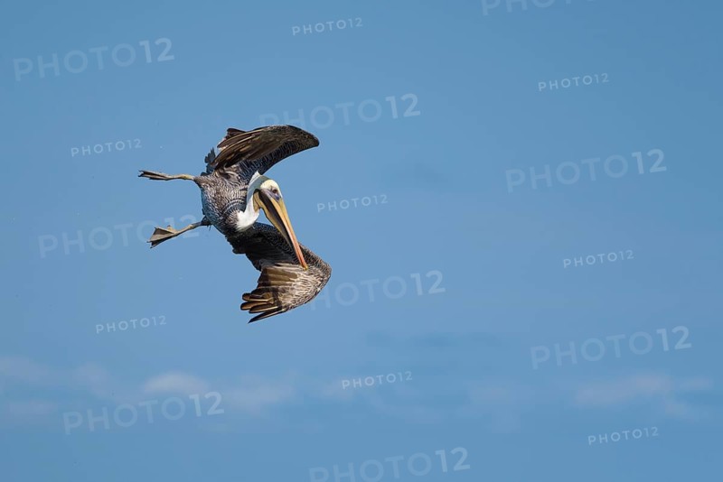 Brown pelican