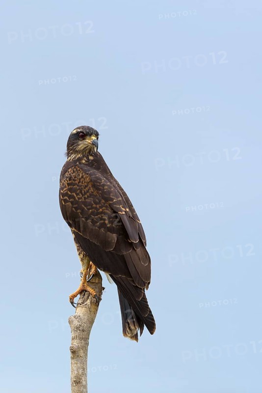 Snail kite