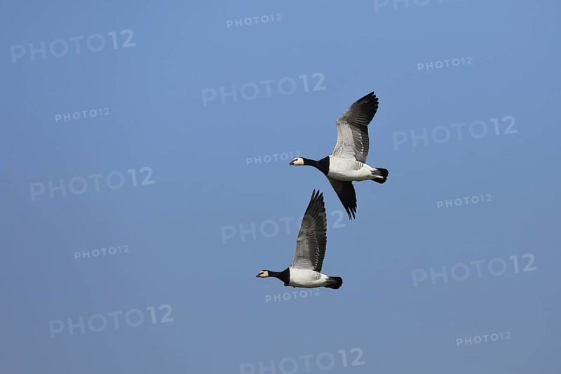 Barnacle geese