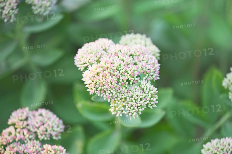 Showy stonecrop