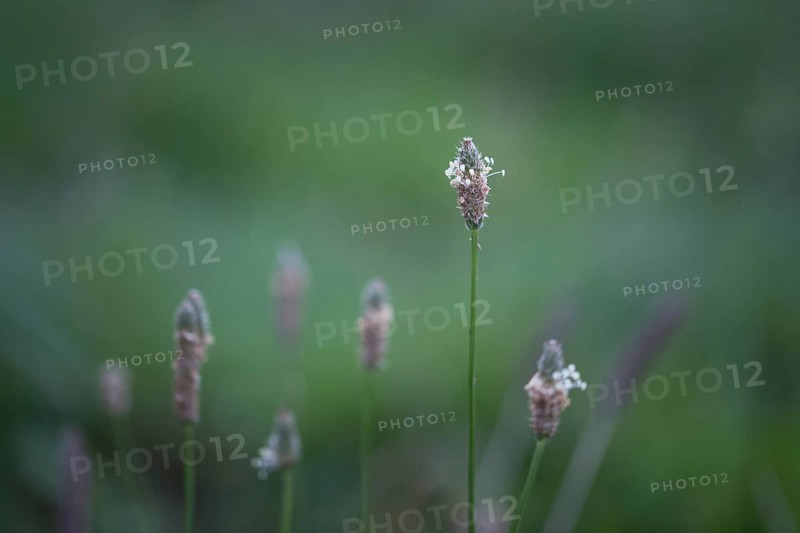 Ribwort plantain
