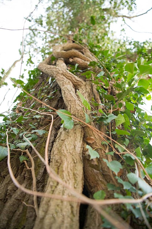 Common ivy