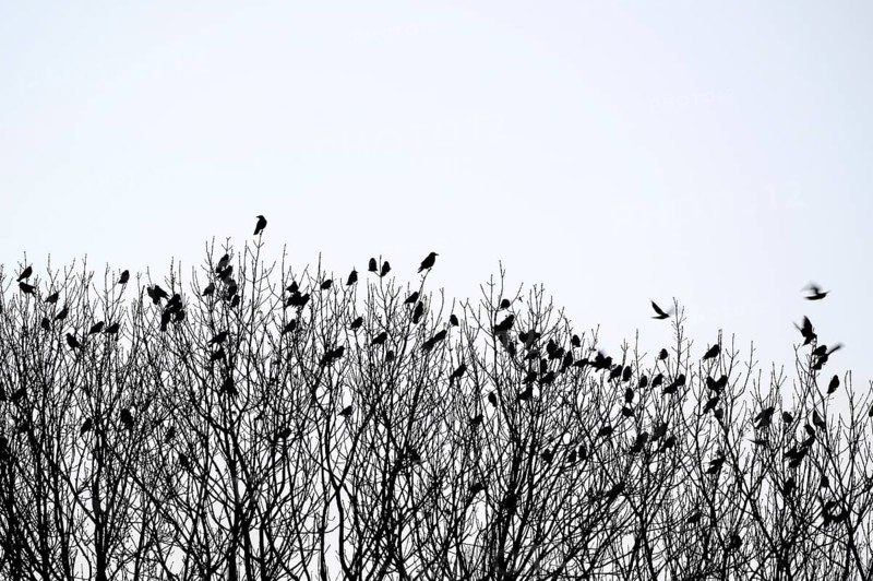 Carrion crow