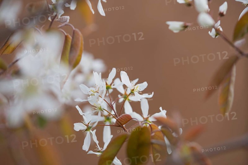 Snowy mespilus