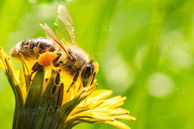 Bee and flower