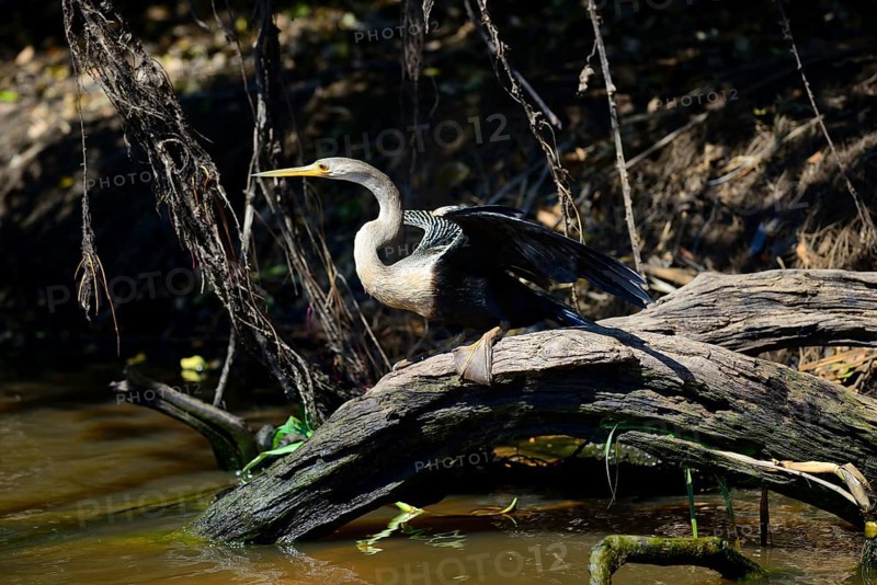 Anhinga