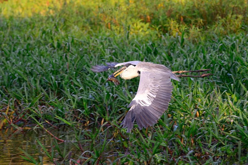 Flying cocoi heron