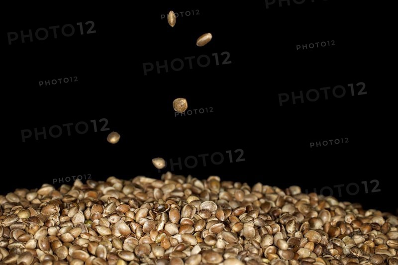 Hemp