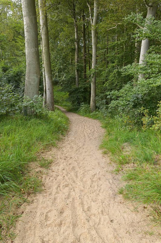 Forest path