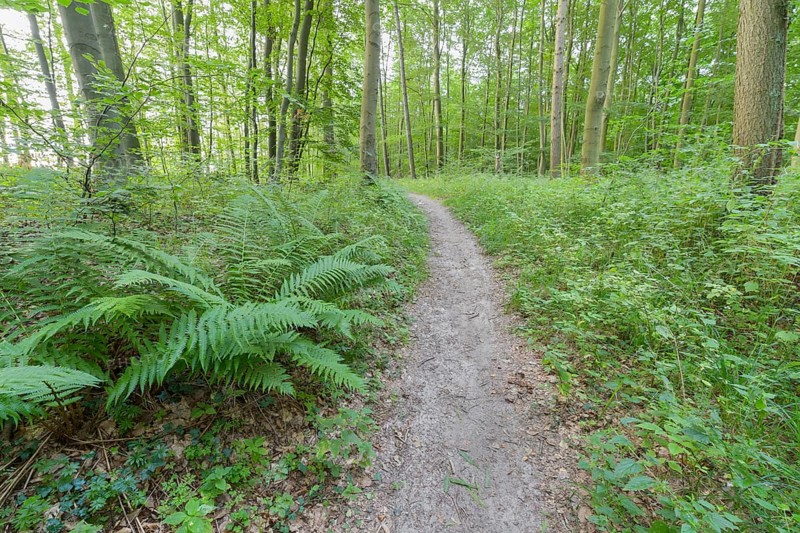 Forest path