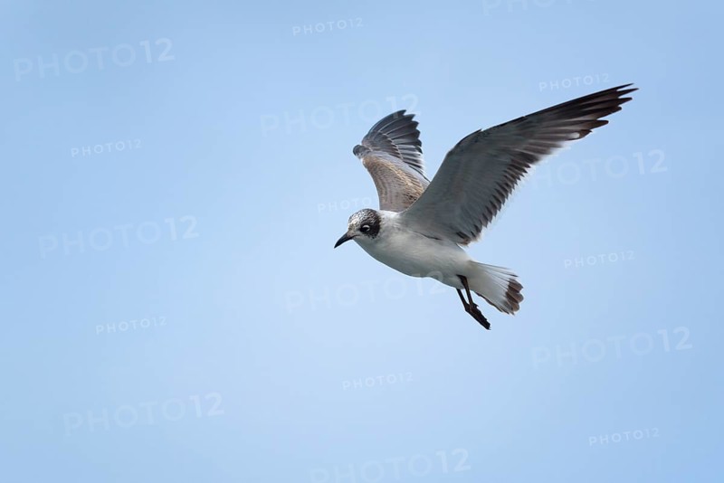Gull-billed tern