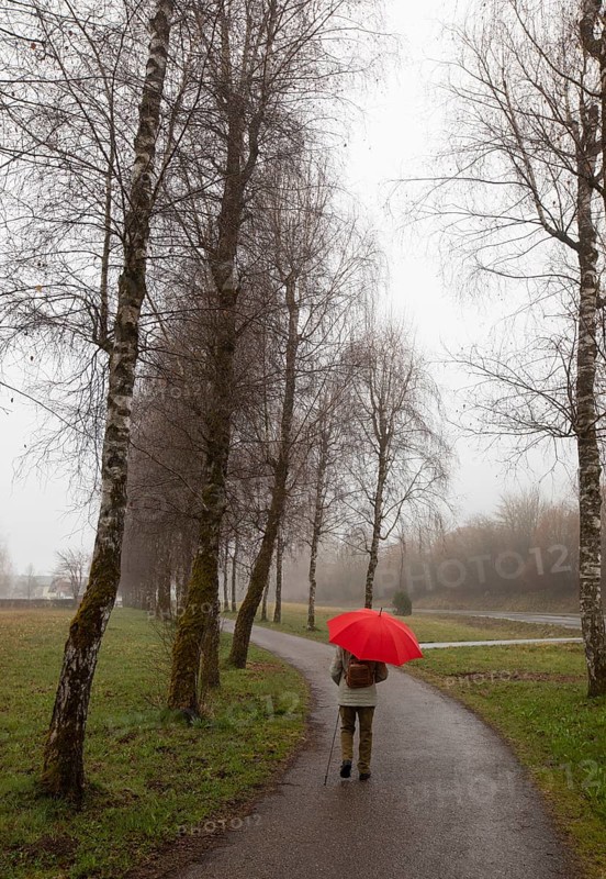 Woman with a red umbrella walking along a birch avenue