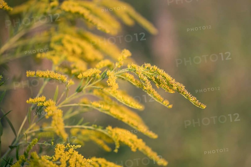 Canada goldenrod