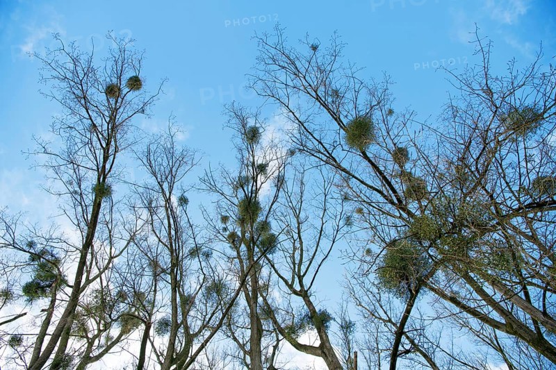 European mistletoe