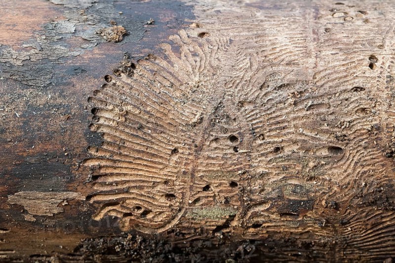 Deadwood piles as natural insect nesting aid