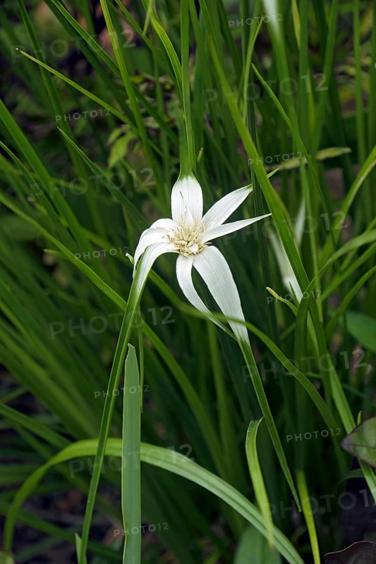 Star grass