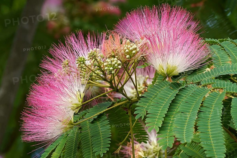 Silktree