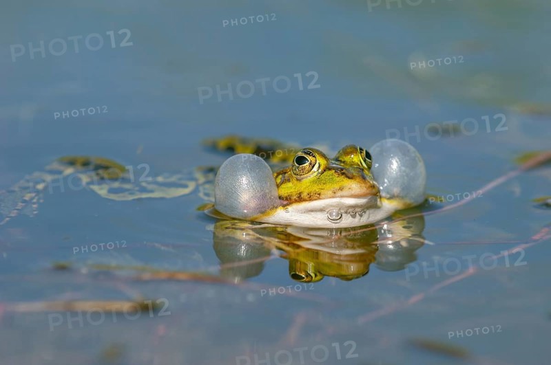 Marsh frog