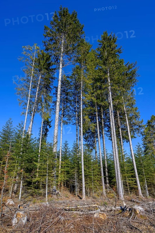 Typical pole forest