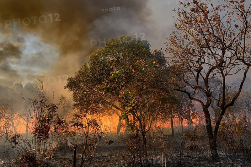 Burning vegetation in a bushfire