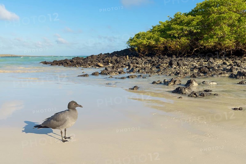 Lava gull
