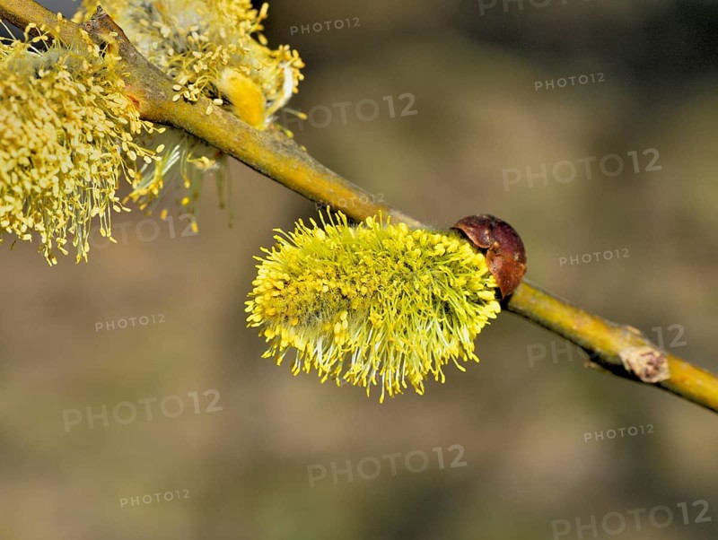 Male inflorescences with pollen of a sal goat willow