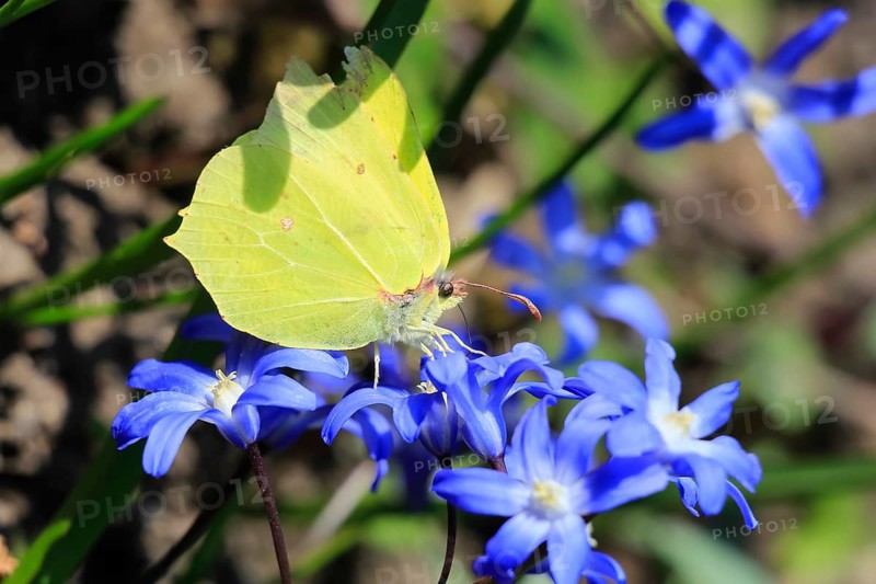 Brimstone